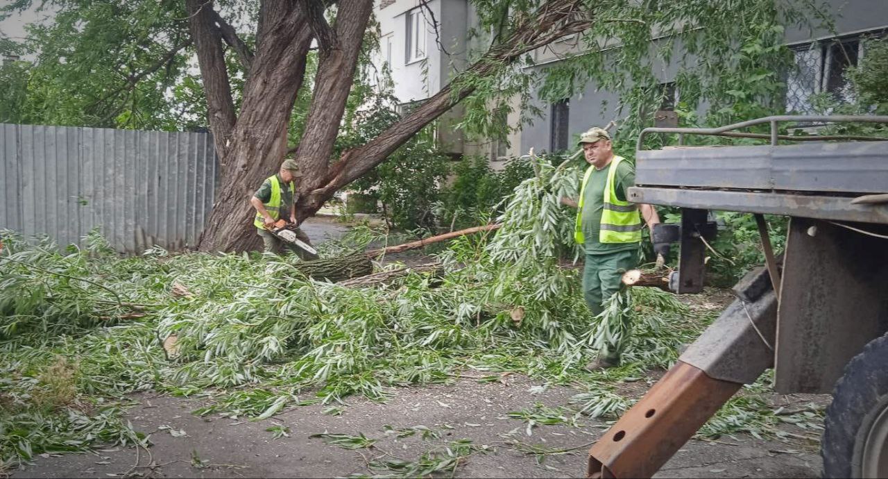 Пошкодив дерева по всьому місту вітер у Харкові